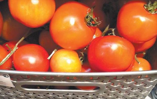 Россия с 16 октября прекращает ввоз реэкспортируемых Белоруссией томатов
